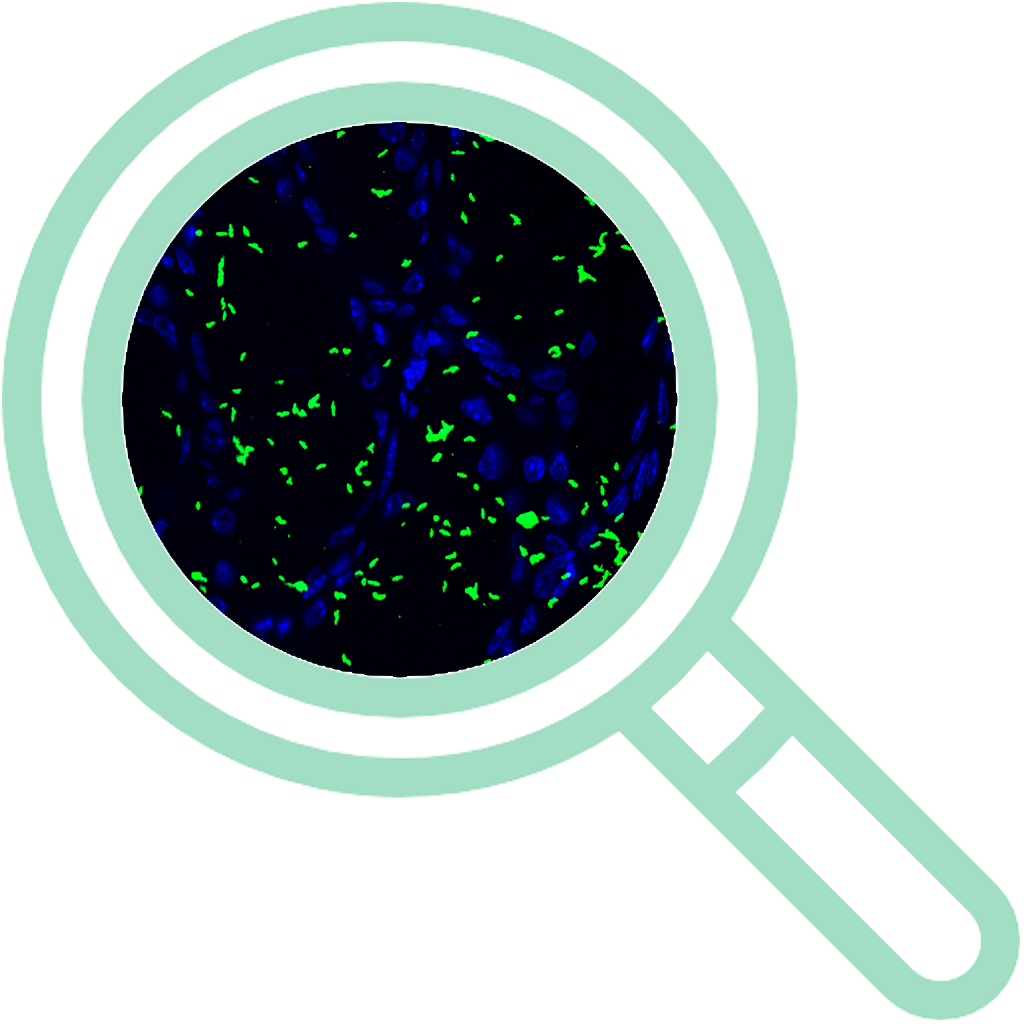 Hyplori Microscopy Image